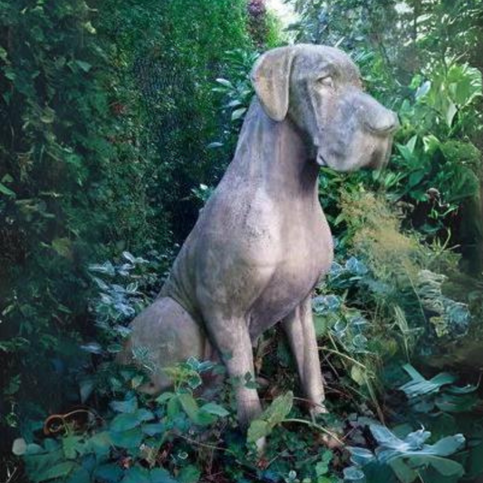 Great Dane Male Stone Garden Ornament